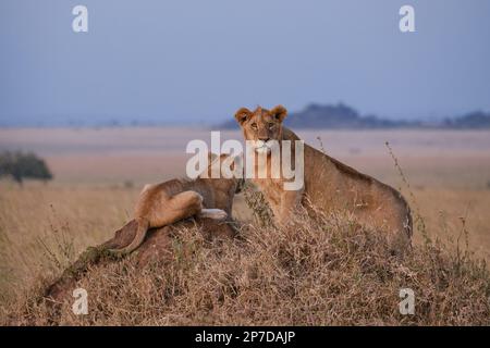 due leoni su una collina di termite, un giovane maschio che guarda verso la telecamera, e uno che guarda verso l'altra, composizione simmetrica Foto Stock