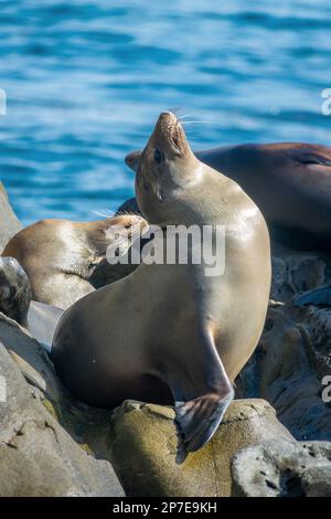 Ritratto di un leone di mare nella baia di la Jolla, San Diego, California Foto Stock