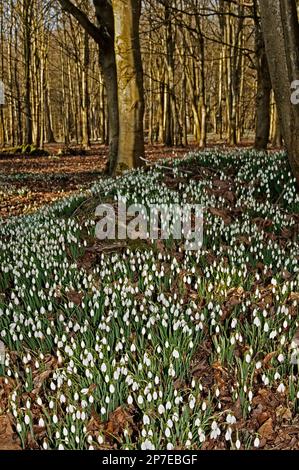 Gocce di neve a The Woods, Welford Park, Berkshire, Regno Unito Foto Stock