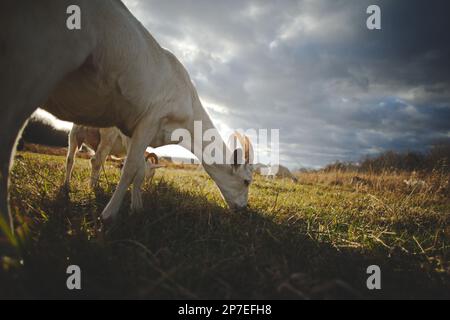 Una mandria di capre che pascolano tranquillamente in un prato idilliaco in una giornata luminosa e soleggiata Foto Stock