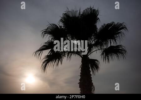 Albero di palma nel deserto di Mojave Foto Stock