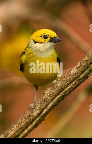 Tanager con gola d'argento - Tangara icterocephala, piccola tanager gialla di Volcán, Panama. Foto Stock