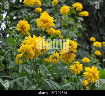 Rudbeckia laciniata fiorisce in giardino in estate Foto Stock