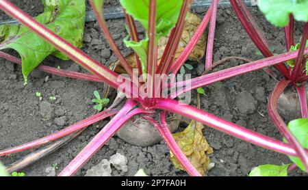 La barbabietola da tavola rossa cresce in suolo organico aperto Foto Stock