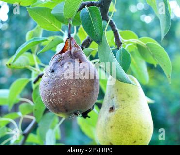 I frutti di pera sono infettati con il fungo Monilinia fruttigena Foto Stock