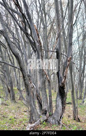 Alberi di carpino legno massiccio crescono nella foresta Foto Stock