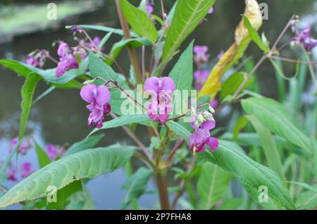 Impatiens glandulifera cresce in natura sulla riva di un bacino idrico Foto Stock