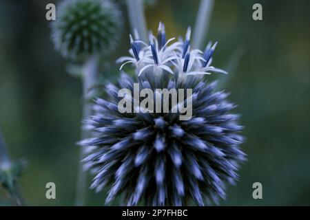 Echinops. Infiorescenze sferiche blu di echinops bannaticus Foto Stock