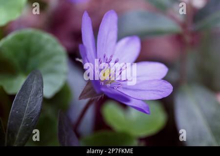 Hepatica nobilis. Liverwort blu. Fiore primo piano nella foresta. i primi fiori primaverili Foto Stock