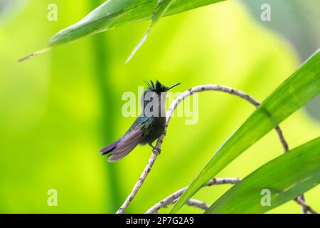 Piccolo colibrì antillano crestato, Orthorhyncus cristatus, arroccato su un ramo della foresta con sfondo verde. Foto Stock