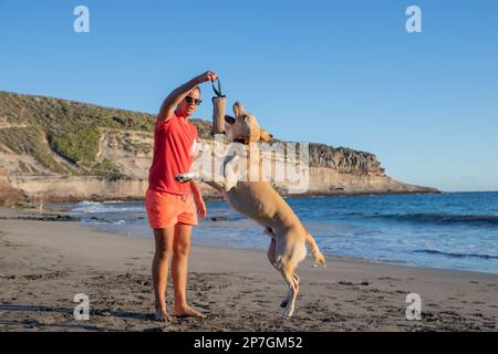 Un addestratore del cane con un cane sulla spiaggia che fa gli esercizi di addestramento, il cane salta per mordere il giocattolo del masticare. Foto Stock