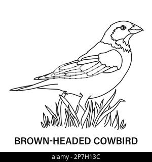 Illustrazione di un cowbird maschio con testa marrone su sfondo bianco. Pagina da colorare per divertimento o per imparare. Foto Stock