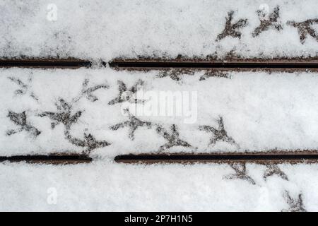 Pigeon orme sulla terrazza coperta di neve in primavera all'inizio della stagione Foto Stock