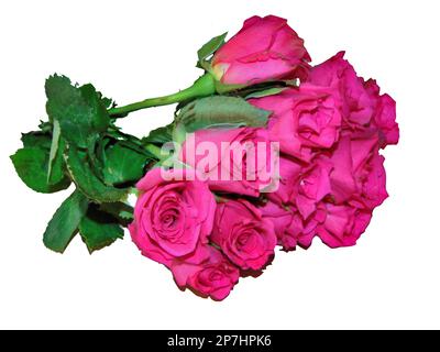 Bouquet di rose rosa isolato su sfondo bianco Foto Stock