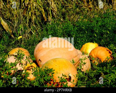 gruppo di zucche sulla terra Foto Stock