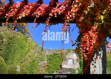 Vite vergine a tre punte con splendidi colori autunnali Foto Stock
