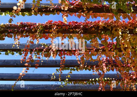 Vite vergine a tre punte con splendidi colori autunnali Foto Stock