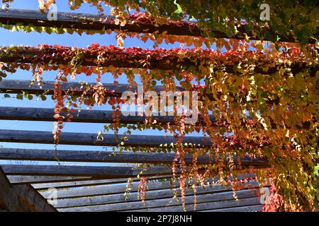 Vite vergine a tre punte con splendidi colori autunnali Foto Stock
