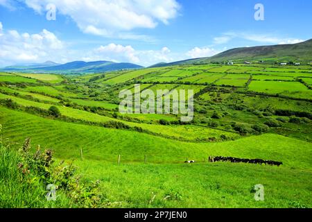 Colline di verdi campi rurali nella campagna dell'Irlanda. Penisola di Dingle, Contea di Kerry. Foto Stock