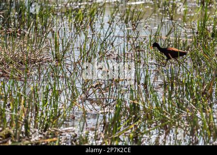 Jacana settentrionale (Jacana spinosa) con pulcini nelle paludi di Usumacinta, Messico Foto Stock