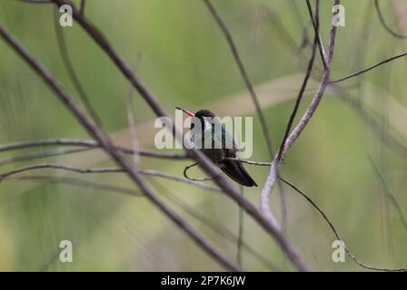 Maschio arroccato Hummingbird dalle orecchie bianche (Basilinna leucotis) a San Cristobal de las Casas, Messico Foto Stock