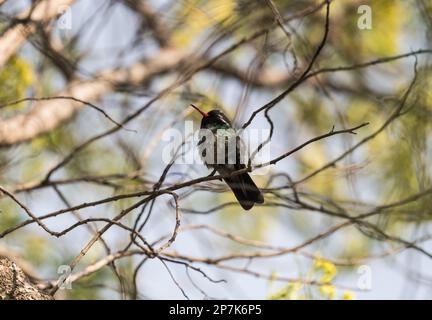 Maschio arroccato Hummingbird dalle orecchie bianche (Basilinna leucotis) a San Cristobal de las Casas, Messico Foto Stock