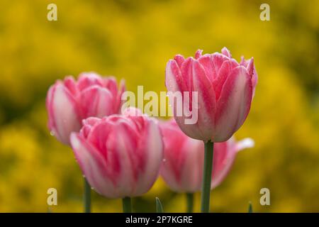 Primo piano di tulipani rosa e bianchi in piena fioritura con gocce di pioggia davanti a uno sfondo giallo Foto Stock