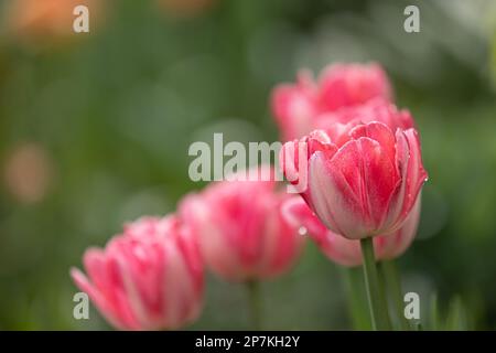 Primo piano di tulipani rosa e bianchi in piena fioritura con gocce di pioggia Foto Stock