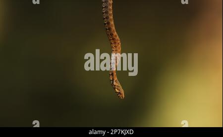 Serpente catturato da un ramo di un albero e sospeso nell'aria. dettaglio serpente Foto Stock