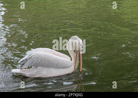 Un pellicano (pelecanus) nuota in un lago per nutrirsi Foto Stock