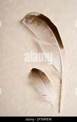 Carta vecchia con due piume. Foto Stock