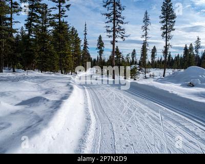 WA23224-00...WASHINGTON - Una pista da sci di fondo e da skate curata che parte dal South Loup Loup Sno-Park. Foto Stock