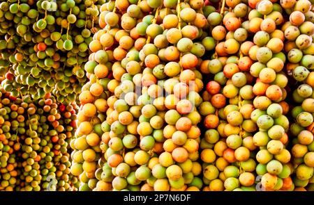 Frutta di data su un albero a Dubai Foto Stock