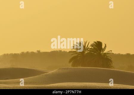 Tempesta di sabbia nel deserto arabo vicino all'Hatta Dubai Foto Stock