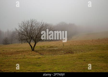 Scenario Mistery nella valle al mattino durante l'inverno. Foto Stock