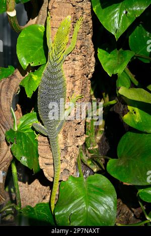 Emerald albero monitor su corteccia tra le foglie Foto Stock