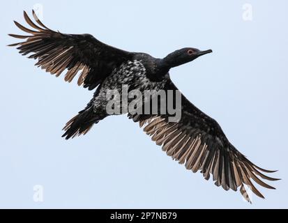 Uno Shag Juvenile Rock, Phalacrocorax Magellanicus, in volo sulle Isole Falkland. Foto Stock