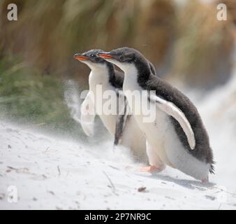 Due pulcini pinguini Gentoo, Pygoscelis Papua, in una colonia a Yorke Bay sulle Isole Falkland. Foto Stock