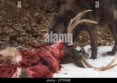 Black Phase Grey Wolf (Canis lupus) Feeds on Bloody Deer Meat Winter - animale prigioniero Foto Stock