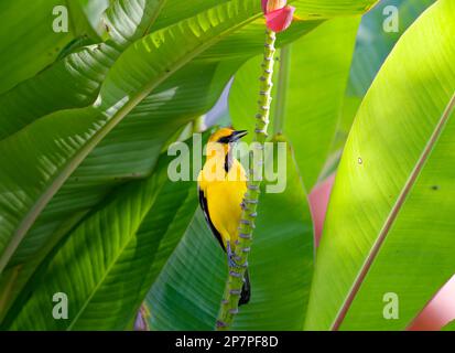 Oriole dalla coda gialla con becco aperto appollaiato su palma di banana, costa ricca Foto Stock