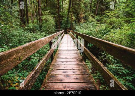 Sentiero della foresta pluviale Ucluelet sull'Isola di Vancouver, Canada Foto Stock