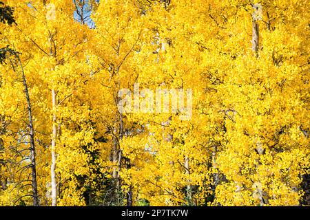 Gli alberi di Aspen gialli nel Cedar Breaks National Monument nello Utah, Stati Uniti. Foto Stock