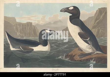 Grande Auk, 1836 di Robert Havell dopo John James Audubon Foto Stock