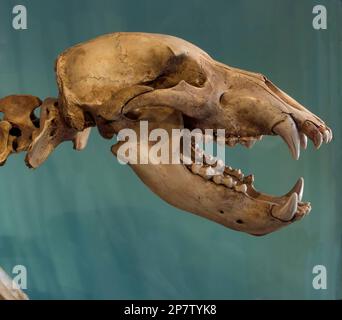 Fossile Cave Bear scheletro 40 - 100 mila anni Foto Stock