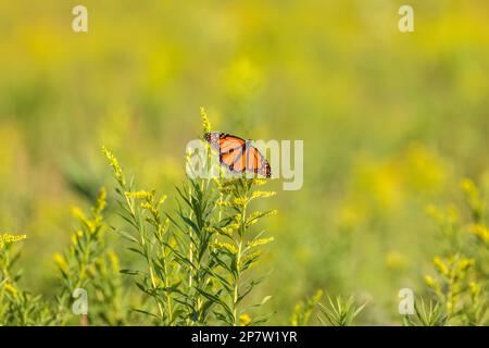 Farfalla Monarch su pianta di goldenrod in un prato del Wisconsin settentrionale. Foto Stock