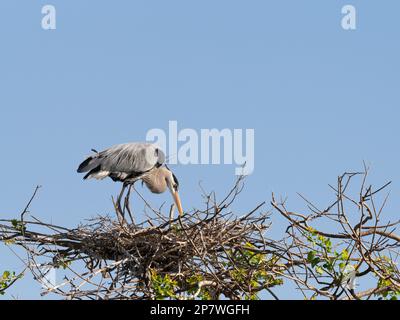 Primo piano di un grande airone blu in piedi sul suo grande nido fatto di ramoscelli con cielo azzurro sullo sfondo. L'immagine ha spazio di copia. Foto Stock