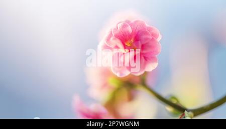 Pianta di Kalanchoe fiorita con fiori rosa, simile a piccole rose su uno sfondo di cielo blu Foto Stock