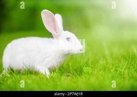 Coniglio piccolo bianco sull'erba verde. Bellezza nella natura. Coniglietto di Pasqua Foto Stock
