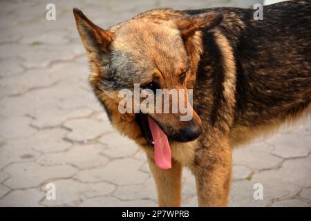 Carino, insolito e un buon cane in Ucraina Foto Stock