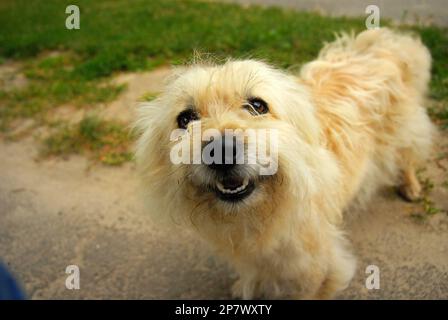 Carino, insolito e un buon cane in Ucraina Foto Stock